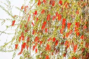 40 CRIMSON BOTTLEBRUSH Callistemon Citrinus Flowering Shrub Bush Small Tree Seeds